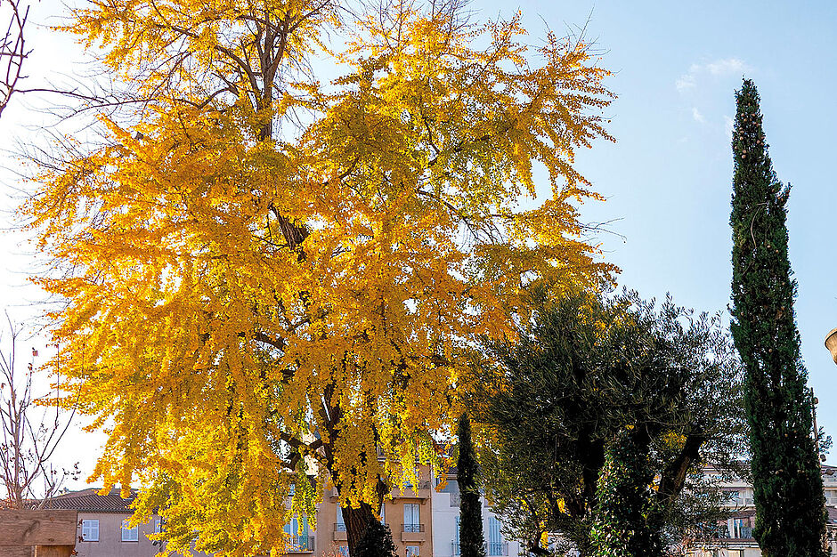 Carte 3D Arbre d'Automne - Artisans du monde